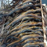 harga belut kering di Bukittinggi, Pasaman, Padang Panjang, Pariaman, Padang, Painan, Solok Selatan, Solok, Batusangkar, Sawahlunto, Sijunjung, Dharmasraya, Muaro Bungo, Taluk Kuantan dan Jambi