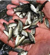 jual bibit ikan terdekat