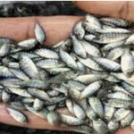 Jual bibit ikan terdekat tanpa biaya tambahan di Bukittinggi, Padang Panjang, Pariaman, Padang, Painan, Padang Aro, Muaro Bungo, Rimbo Bujang, Dharmasraya, Sijunjung, Sawahlunto, Solok, Lubuk Basung dan Payakumbuh