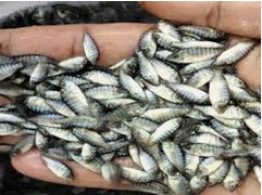 jual bibit ikan terdekat